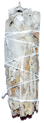 California White Sage smudge 3" - Click Image to Close